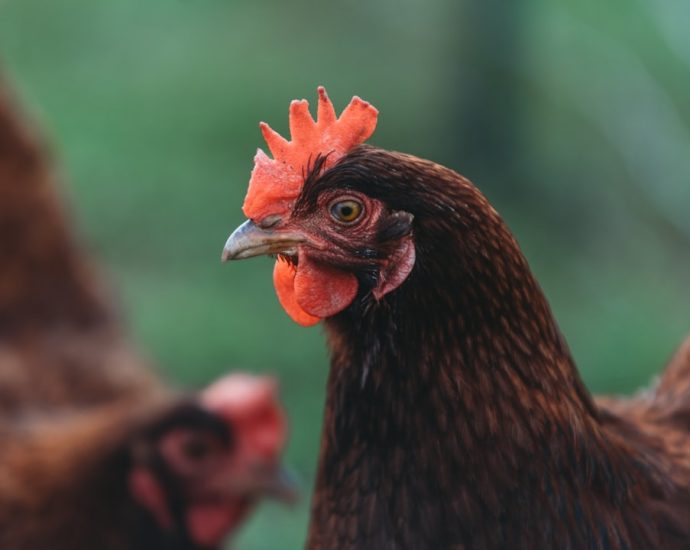 Photo ubój kurczaków